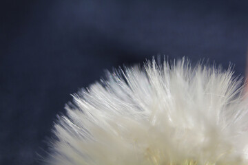 Dandelion in the meadow against the background of sunlight. faded. seeds fly on parachutes
