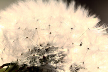 Dandelion in the meadow against the background of sunlight. faded. seeds fly on parachutes