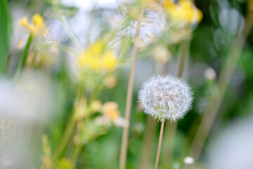 Dandelion in the meadow against the background of sunlight. blurred background