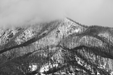 Trees growing on snowy mountainside