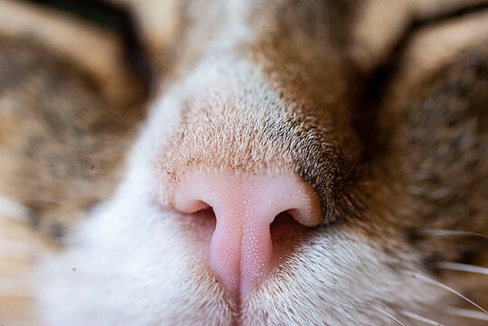 Nariz de gato