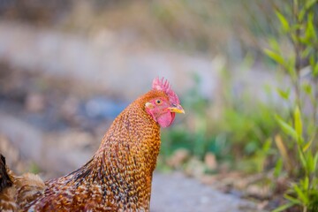 gallo medio cuerpo