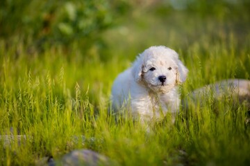 cachorro en el pasto