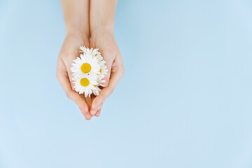 chamomile in hands on blue background. concept of natural cosmetics.