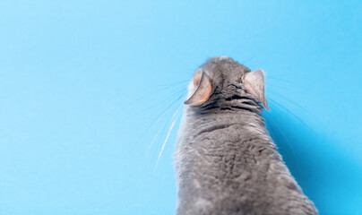 back of cute gray chinchilla with pink ears on blue colored studio background, lovely pets concept, purebred fluffy rodent