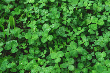 Clover leaves with water drops in the sunlight. Clover leaves on a summer meadow. Background from plant clover four leaf. Irish traditional symbol. 