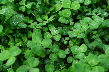 Clover leaves with water drops in the sunlight. Clover leaves on a summer meadow. Background from...