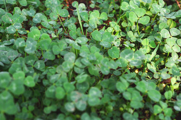 Clover leaves with water drops in the sunlight. Clover leaves on a summer meadow. Background from plant clover four leaf. Irish traditional symbol. 