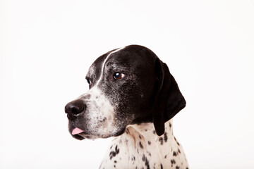 Close up of dog's face