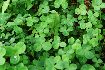 Clover leaves with water drops in the sunlight. Clover leaves on a summer meadow. Background from plant clover four leaf. Irish traditional symbol. 