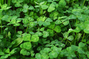 Fototapeta na wymiar Clover leaves with water drops in the sunlight. Clover leaves on a summer meadow. Background from plant clover four leaf. Irish traditional symbol. 