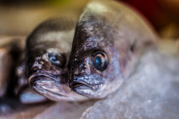 
Huachinango, doraro, and catfish at the Puerto Vallarta sea market