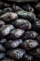 
Huachinango, doraro, and catfish at the Puerto Vallarta sea market