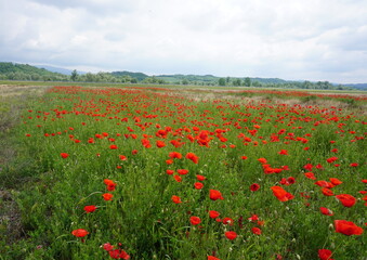 Fototapeta na wymiar field of poppies and blue sky