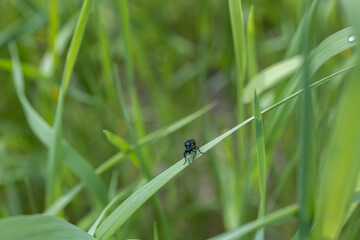 The violet black-legged robber fly, Dioctria atricapilla, is a species of robber fly in the subfamily Dasypogoninae.