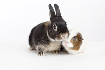 Rabbit and guinea pig meeting