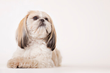 Dog sitting on floor