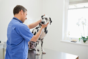 Veterinarian examining dog in vet's surgery