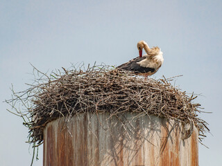 Nest with stolists, located on a water tower, on a summer day, against the blue sky in light clouds