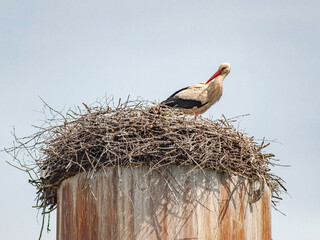 Nest with stolists, located on a water tower, on a summer day, against the blue sky in light clouds