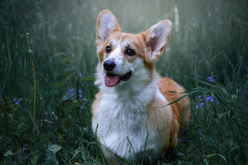 Cute adorable dog.. Welsh corgi pembroke on a summer walk.