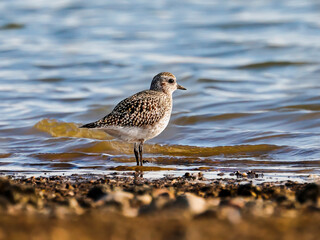 Obraz premium Close-up protrait of wonderful Grey Plover on the stony beach. Pluvialis squatarola.