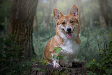 Corgi on a stump in the green wood. Calm obedient sitting dog.
