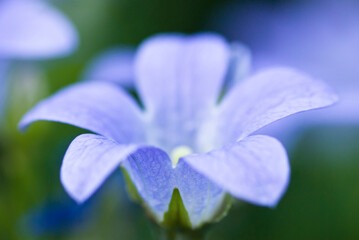 Close up of bellflower