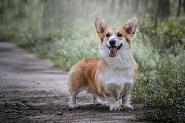 Naklejka na ściany i meble Cute dog on park trail off leash. Happy corgi on a summer walk.