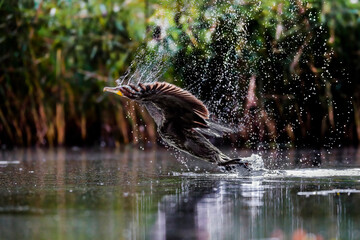 Close-up shot of Great Cormorant, starting from the lake surface surrounded by splashing water droplets in backlight with a detail on the green shining eye and the sharp beak. Phalacrocorax carbo.