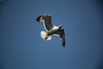 Seagull fly in the blue sky in sunny day without clouds. Albatross in sunny sky, close up view