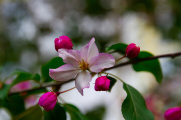 blooming apple tree with young green leaves
in the summer garden
