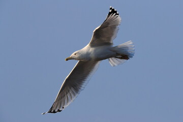Close-up photo of a huge seagull flying in the blue sky. Isolated bird on neutral background.