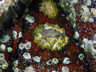 Barnacle photographed in Scotland, in Europe. Picture made in 2019.