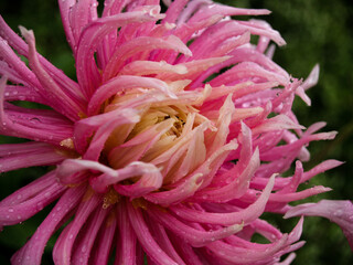 pink elegant dahlia on foreground
