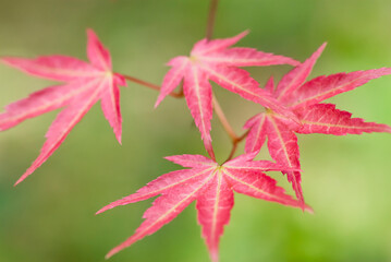 Fototapeta premium Close up of Japanese maple leaves