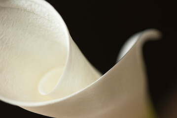 Close up of Calla lily