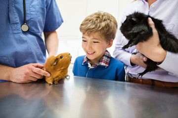 Veterinarian and owner examining guinea pig in vet's surgery