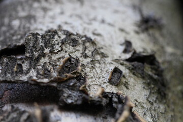 Close up of a dead wooden bench