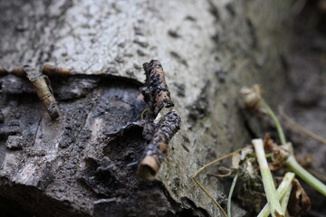 Close up of a dead wooden bench