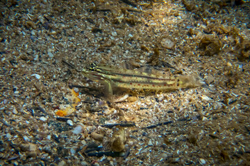 Bridled goby photographed in Tres Ilhas, Guarapari, in Espirito Santo. Southeast of Brazil. Atlantic Ocean. Picture made in 2020.