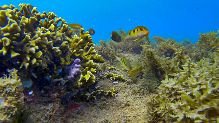 Reef Fishes photographed in Guarapari, in Espirito Santo. Southeast of Brazil. Atlantic Ocean. Picture made in 2020.