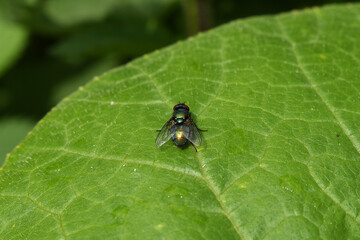 Fototapeta premium Goldfliege, Lucilia sericata, auf grünem Blatt