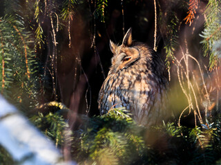 Close-up portrait of the owl sitting on a tree in the evening sunshine. Long-eared Owl, Asio otus.