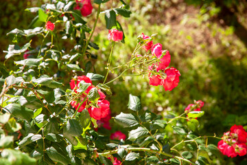 Obraz premium red rose green and dim garden afternoon