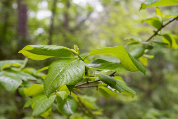 Obraz premium Rain drops on a branch of a tree with green foliage leaves in the forest close up ~INTO THE FOREST~