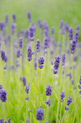 Naklejka premium Close up of lavender flowers in field