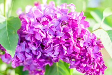 Incredibly fluffy and full of flowers branch of lilac. Spring fragrant flowers.