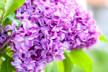 Incredibly fluffy and full of flowers branch of lilac. Spring fragrant flowers.