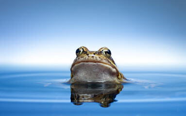Frog peeking out of water